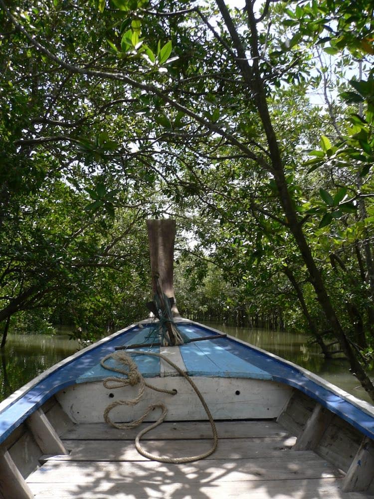 Mangrove forests